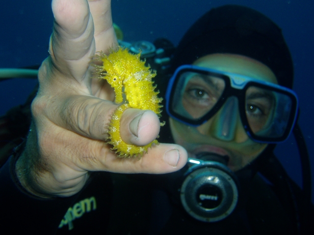 Caballito de mar amarillo