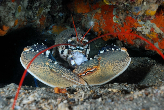  Langosta 