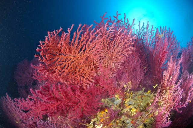  Gorgonia 