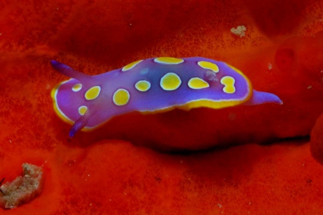  Pua Cromodoride amarilla 