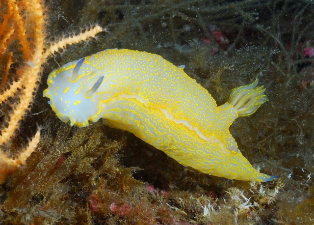  Hypsilodoris 