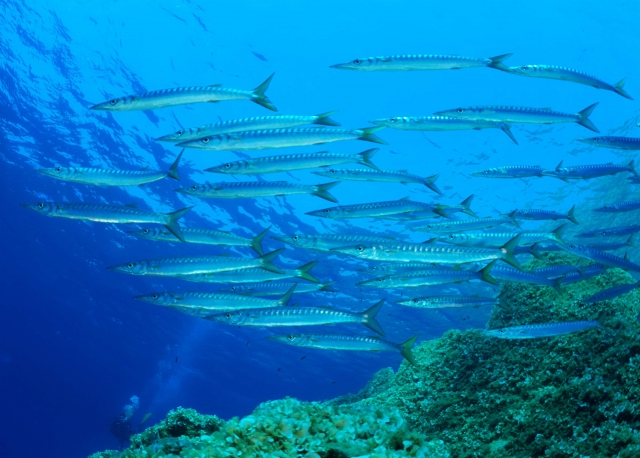  Secca di Fonza Barracuda 