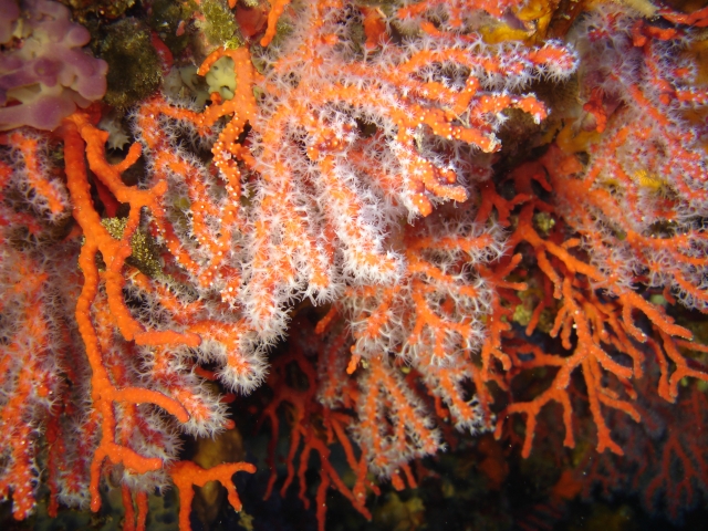  Coral rojo 