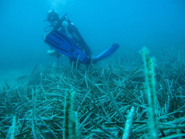  Paisaje submarino/buzo 2 