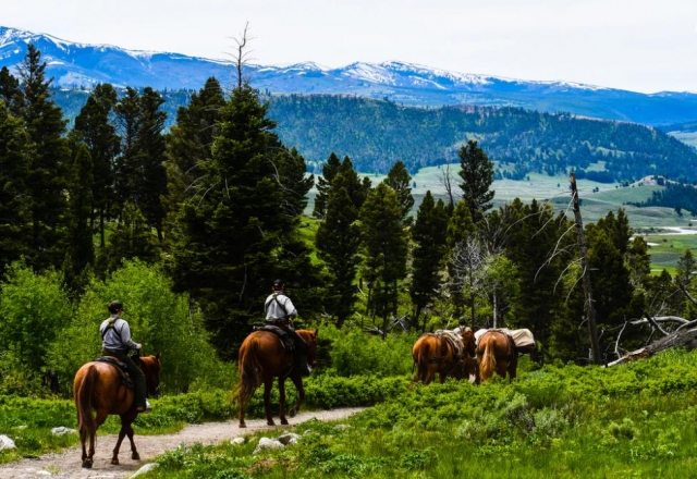  caballo y naturaleza 