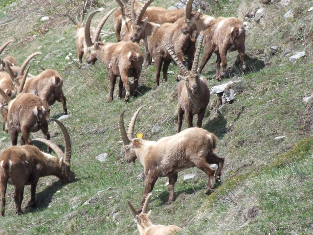  Macizo y cabra montés