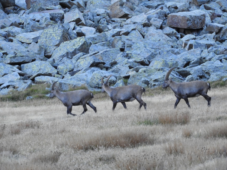  Animales que se pueden observar en los senderos 