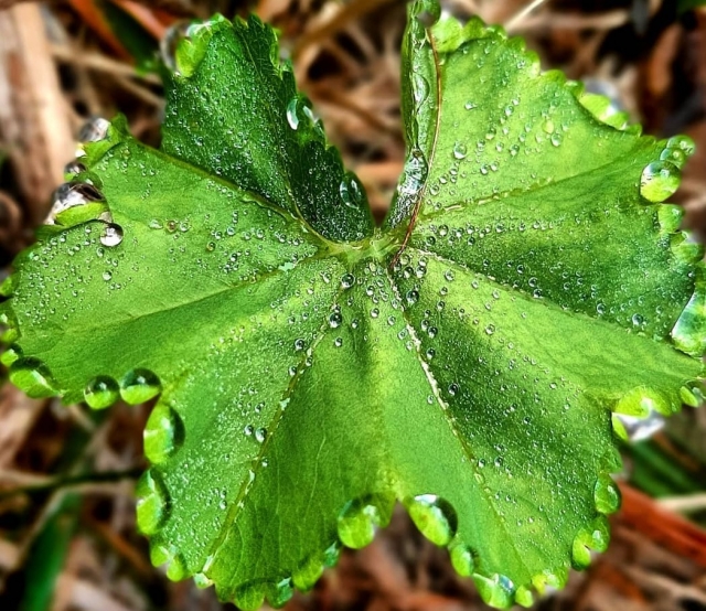  Las hierbas que pudimos encontrar 