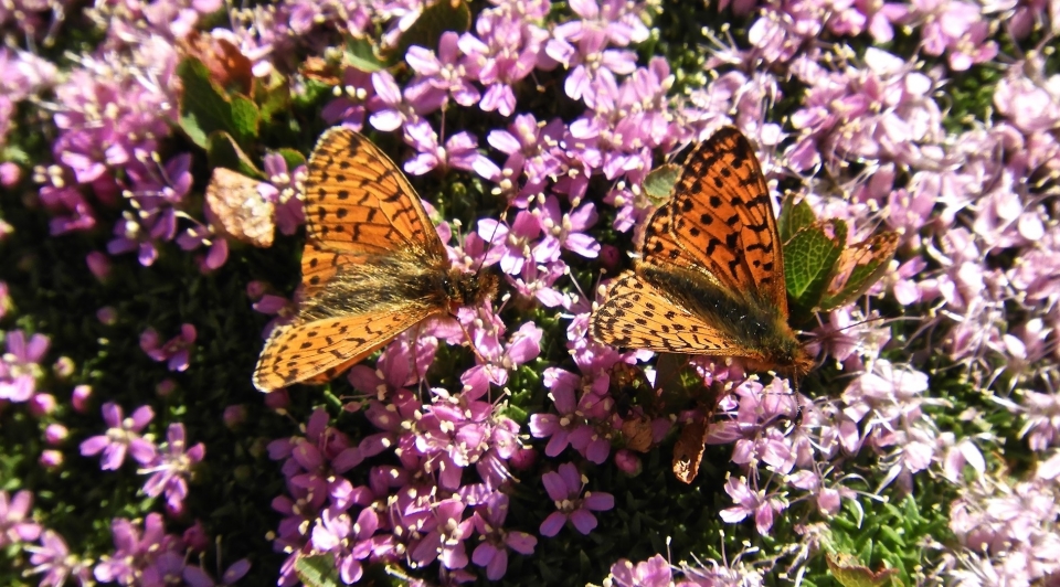  Las flores que pudimos retomar 