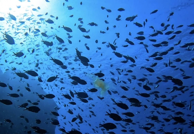  En compañía bajo el agua 
