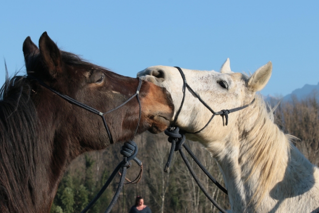 Caballos en armonía
