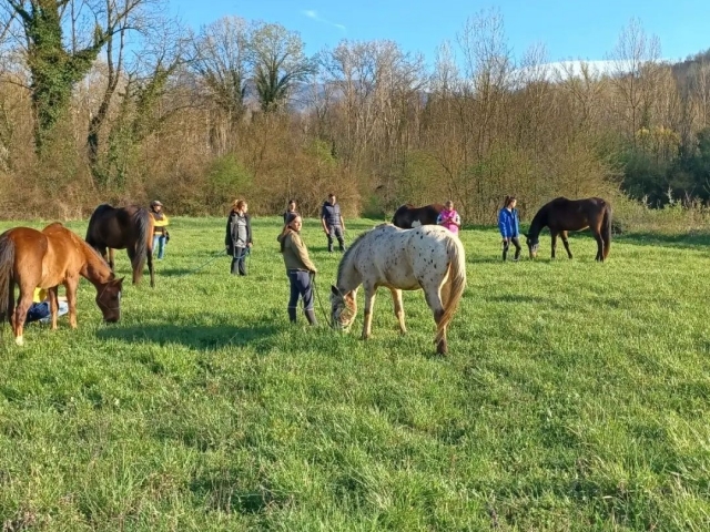  caballos 