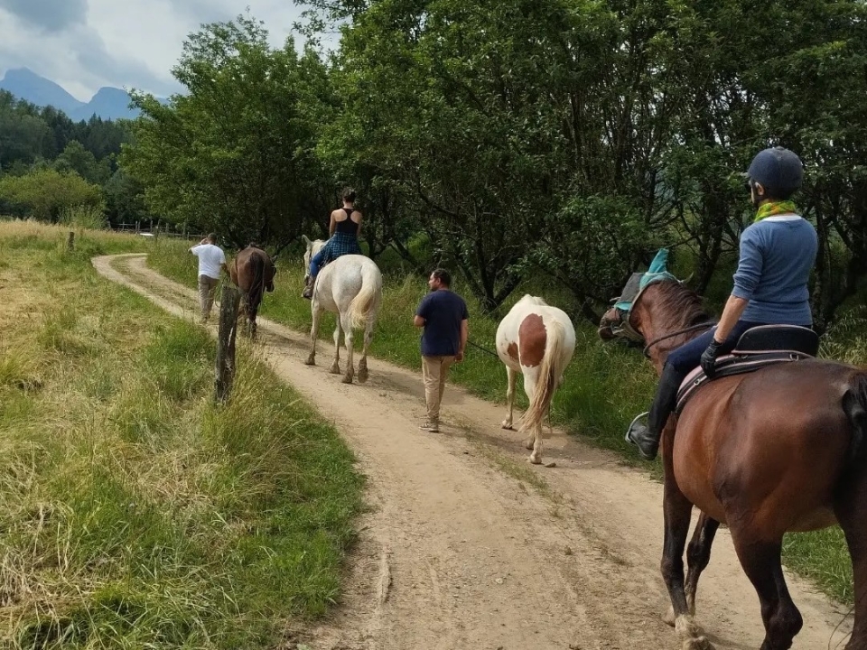 Caballos liderados Caballos liderados
