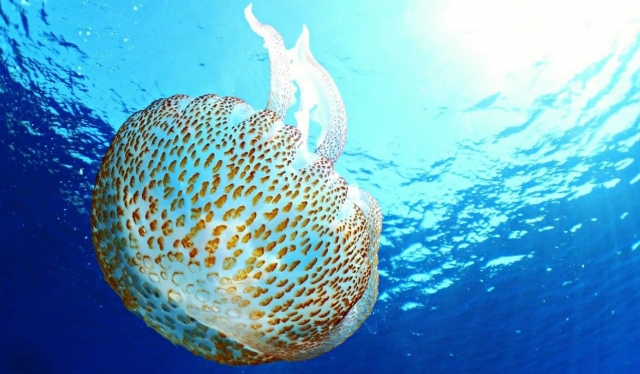 Una medusa que puebla el mar de Ustica 