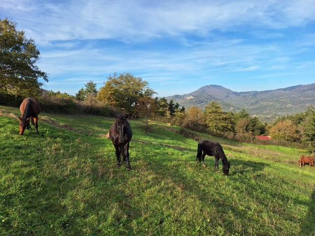  Nuestros caballos en Maremma