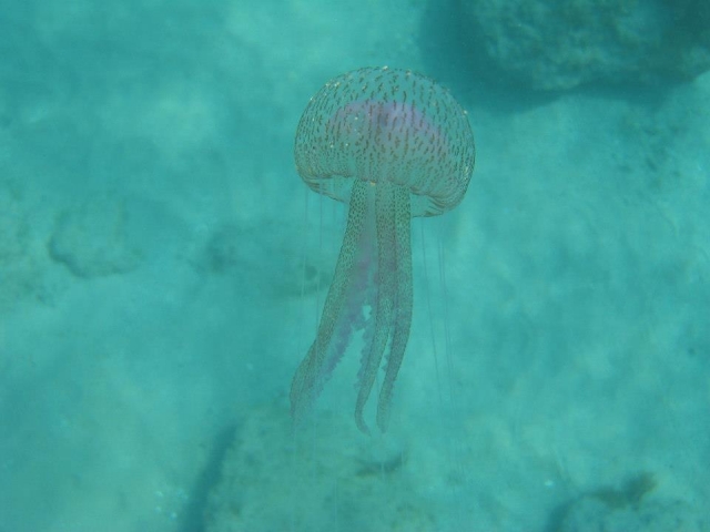 Los habitantes del mar 