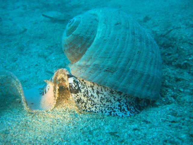  Las maravillas del fondo del océano