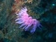 Descubre los fondos marinos Descubre los fondos marinos