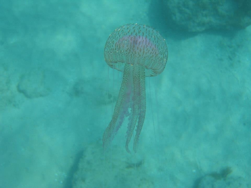 Los habitantes del mar 