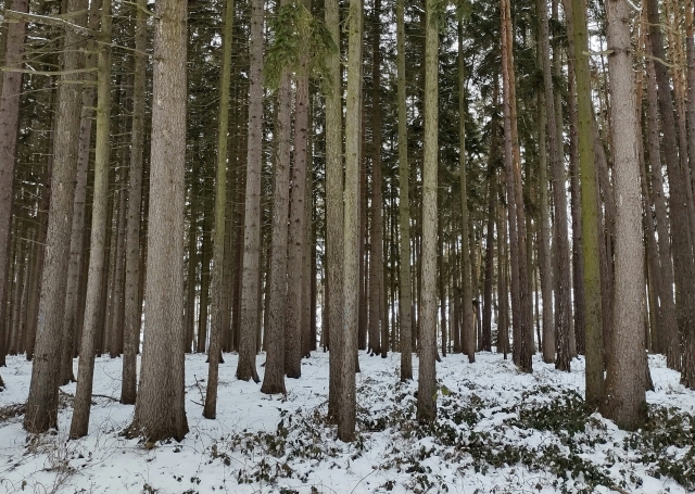 El camino que recorreremos 