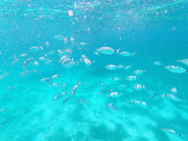  Fondo marino de las Egadi 
