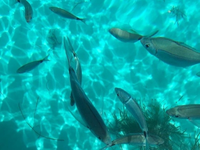  Fauna de las aguas de Favignana