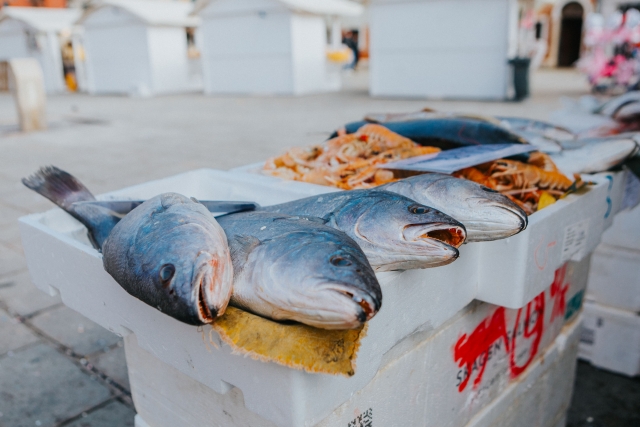  Pesca del día