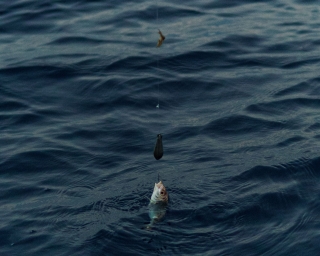 Fin de semana de pesca en barco en Egadi de octubre a junio