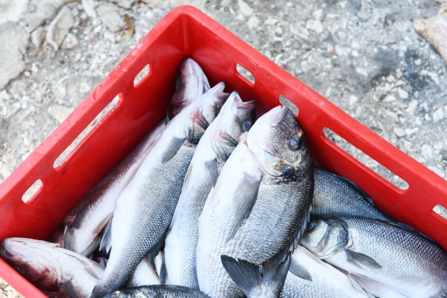 Botín de pesca 