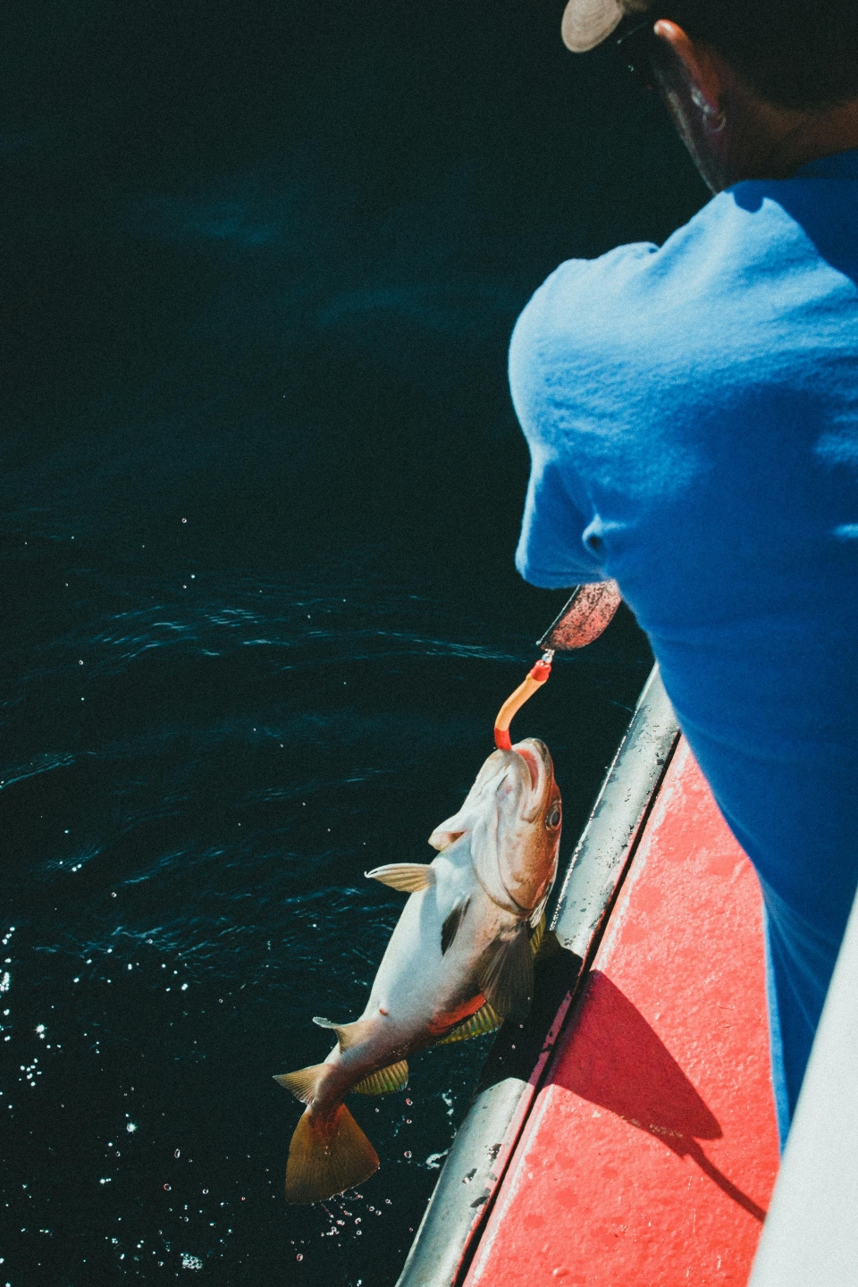 Pesca del día 