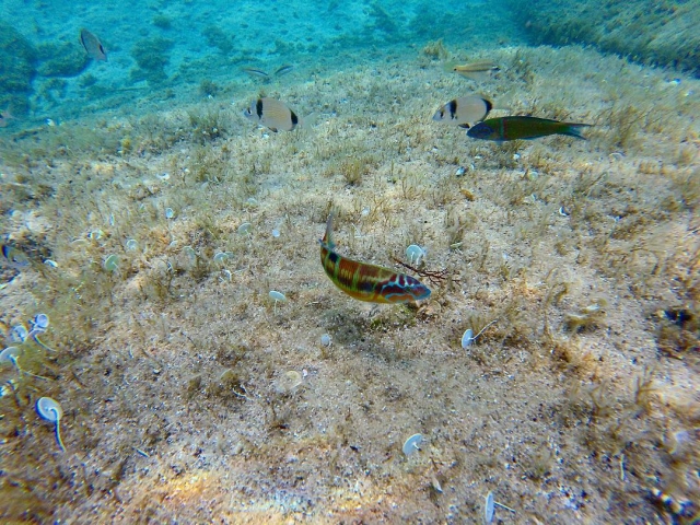 La fauna del fondo marino