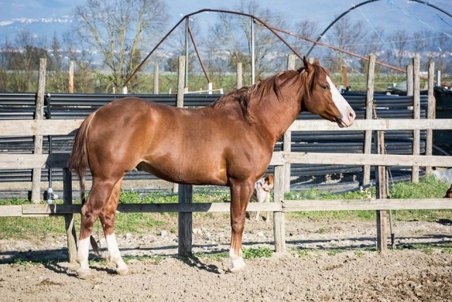 Uno de nuestros amigos equinos