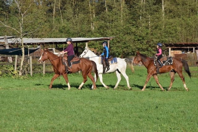  Nuestros caballos 