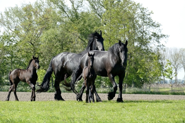  caballos 