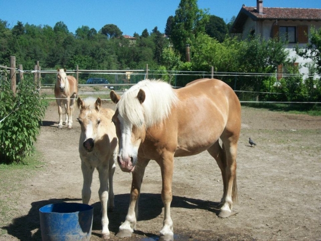 Algunos de nuestros caballos 