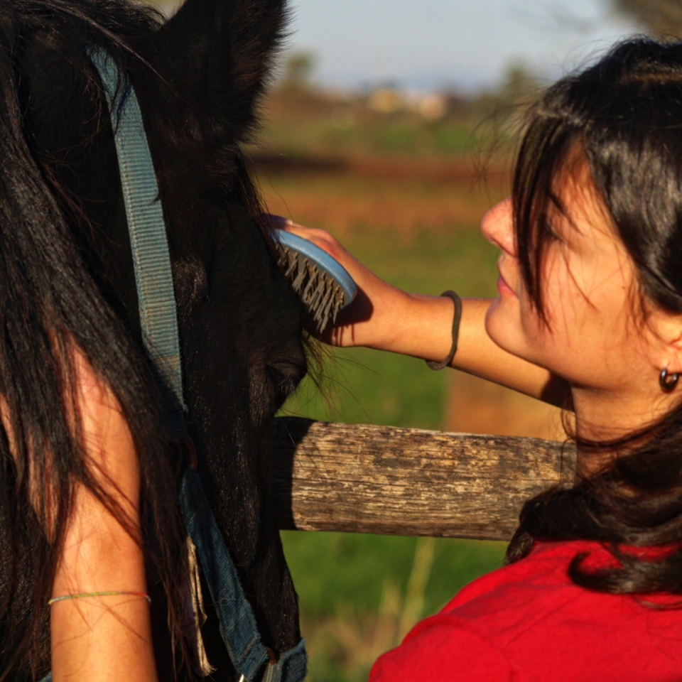 Cuidando a nuestros caballos 
