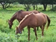 Cabalgatas Magliano in Toscana