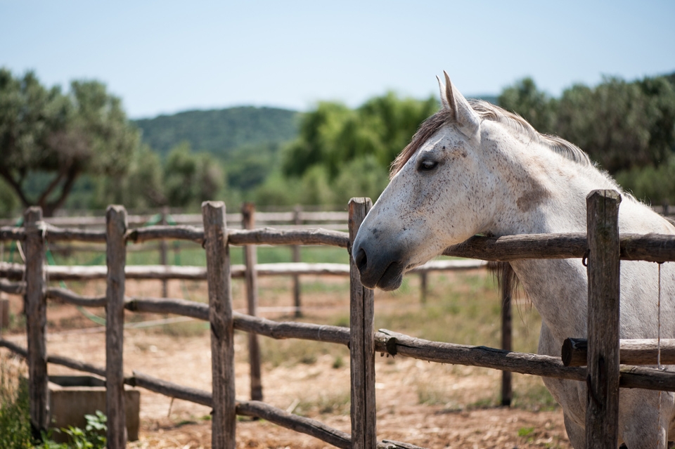 Hermosos caballos de la Maremma 