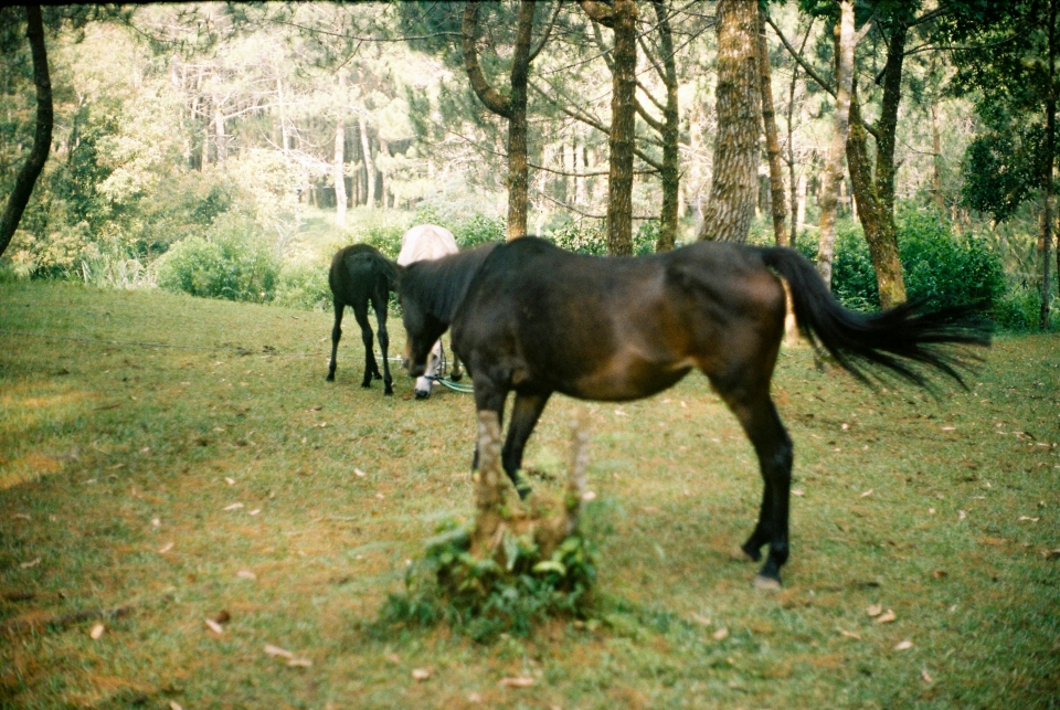  Caballos en la naturaleza