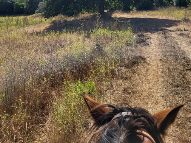 A caballo en la Maremma