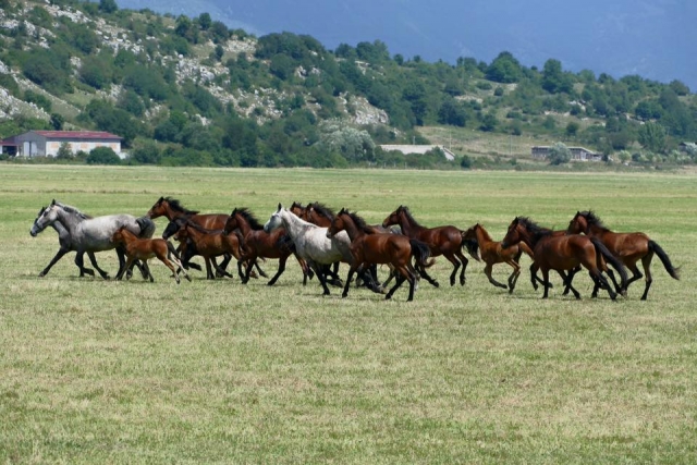  Nuestros caballos 