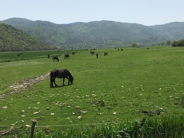  Caballos pastando 