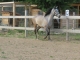 Cabalgatas Milán