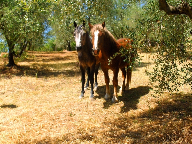  Nuestros amigos 