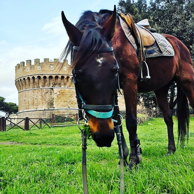  Uno de nuestros hermosos caballos 