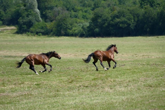  Caballos gratis 