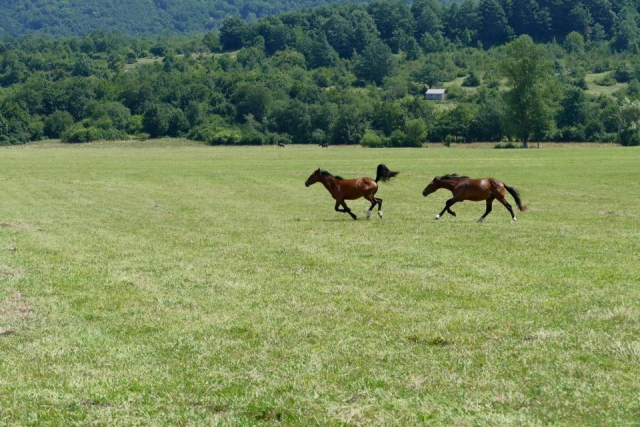  Nuestros corceles gratuitos 