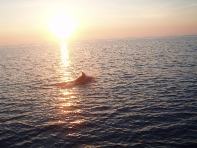 Delfines al atardecer 