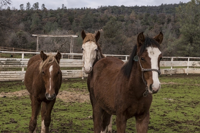hermosos caballos 