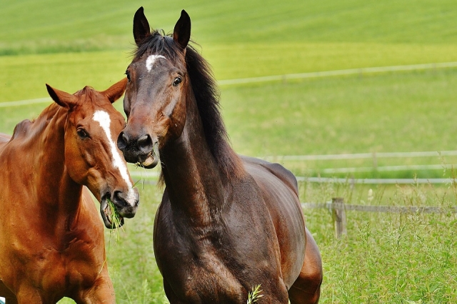  caballos, animales únicos 
